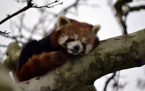 Preview wallpaper red panda, animal, cute, tree, branch