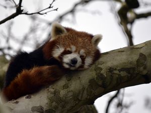 Preview wallpaper red panda, animal, cute, tree, branch