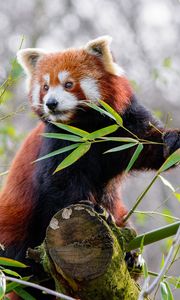 Preview wallpaper red panda, animal, cute