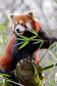 Preview wallpaper red panda, animal, cute