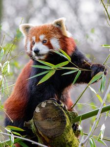 Preview wallpaper red panda, animal, cute