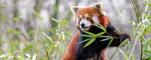 Preview wallpaper red panda, animal, cute