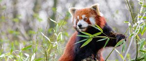 Preview wallpaper red panda, animal, cute