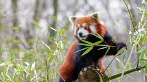 Preview wallpaper red panda, animal, cute