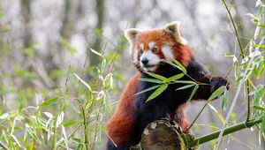 Preview wallpaper red panda, animal, cute