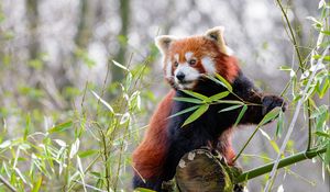 Preview wallpaper red panda, animal, cute