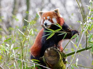 Preview wallpaper red panda, animal, cute