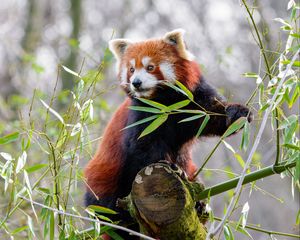 Preview wallpaper red panda, animal, cute