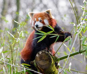 Preview wallpaper red panda, animal, cute