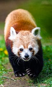 Preview wallpaper red panda, animal, cute, funny, cool