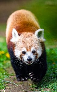 Preview wallpaper red panda, animal, cute, funny, cool