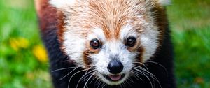 Preview wallpaper red panda, animal, cute, funny, cool