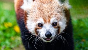 Preview wallpaper red panda, animal, cute, funny, cool