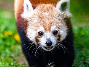 Preview wallpaper red panda, animal, cute, funny, cool