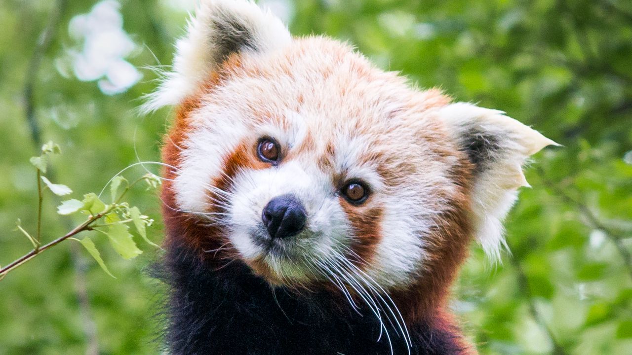 Wallpaper red panda, animal, cute, brown, wildlife hd, picture, image