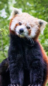 Preview wallpaper red panda, animal, cute, brown, wildlife
