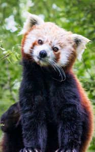 Preview wallpaper red panda, animal, cute, brown, wildlife