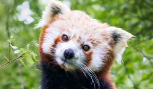 Preview wallpaper red panda, animal, cute, brown, wildlife