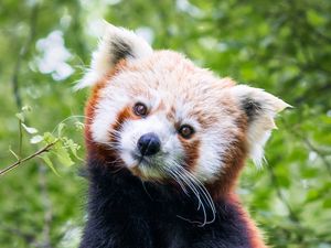 Preview wallpaper red panda, animal, cute, brown, wildlife