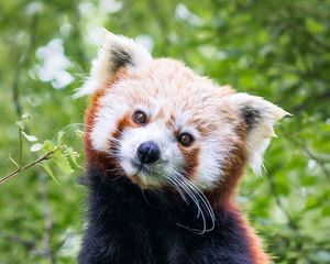 Preview wallpaper red panda, animal, cute, brown, wildlife