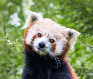 Preview wallpaper red panda, animal, cute, brown, wildlife