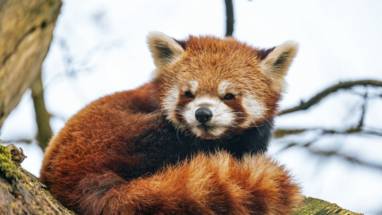 Wallpaper red panda, animal, fluffy, tail