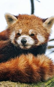 Preview wallpaper red panda, animal, fluffy, tail