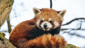 Preview wallpaper red panda, animal, fluffy, tail