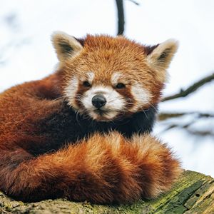 Preview wallpaper red panda, animal, fluffy, tail