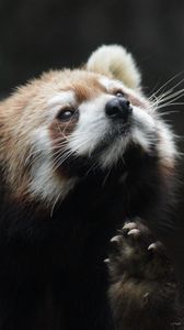 Preview wallpaper red panda, animal, furry, cute