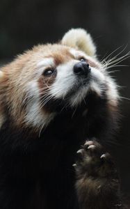 Preview wallpaper red panda, animal, furry, cute