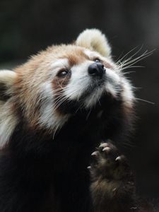 Preview wallpaper red panda, animal, furry, cute