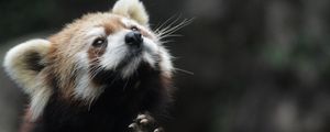 Preview wallpaper red panda, animal, furry, cute