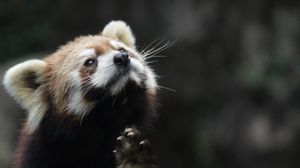 Preview wallpaper red panda, animal, furry, cute