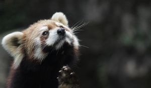 Preview wallpaper red panda, animal, furry, cute
