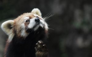 Preview wallpaper red panda, animal, furry, cute