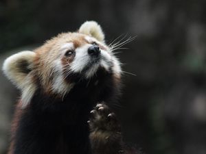 Preview wallpaper red panda, animal, furry, cute