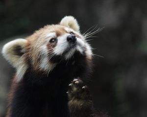 Preview wallpaper red panda, animal, furry, cute