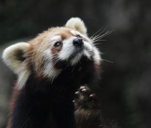 Preview wallpaper red panda, animal, furry, cute