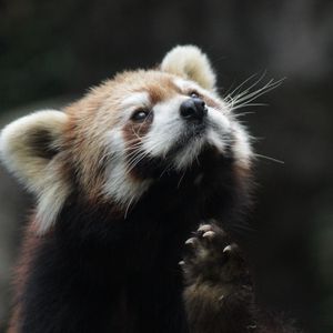 Preview wallpaper red panda, animal, furry, cute