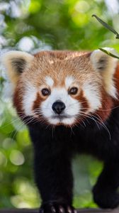 Preview wallpaper red panda, animal, glance, cute