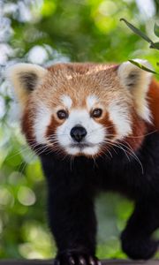 Preview wallpaper red panda, animal, glance, cute