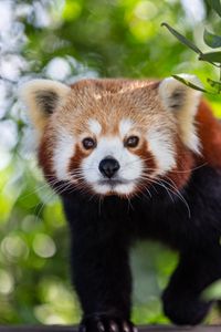 Preview wallpaper red panda, animal, glance, cute