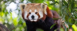 Preview wallpaper red panda, animal, glance, cute