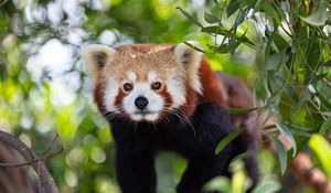 Preview wallpaper red panda, animal, glance, cute