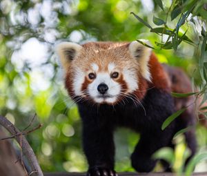 Preview wallpaper red panda, animal, glance, cute