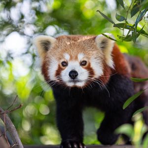 Preview wallpaper red panda, animal, glance, cute