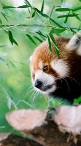 Preview wallpaper red panda, animal, glance, leaves