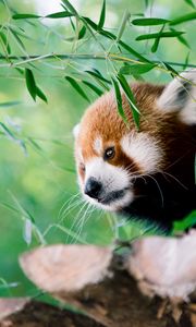 Preview wallpaper red panda, animal, glance, leaves