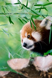 Preview wallpaper red panda, animal, glance, leaves